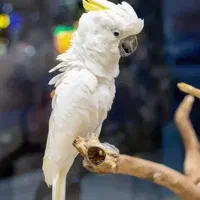 فروش عروس هلندی لوتینو