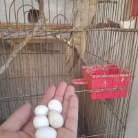 عروس هلندی ماده روی ۵ تخم|پرنده|یاسوج, |دیوار