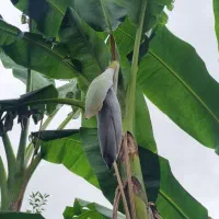 درخت موز|گل و گیاه طبیعی|چمستان, |دیوار