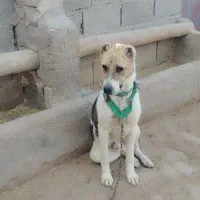واگذاری سگ 2 ساله گوسفندی