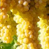 فروش فروش ..خرما و .شیره انگور .|خوردنی و آشامیدنی|بهار, |دیوار