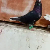 نر کوهی سیاه عتیقه نوک سفید|پرنده|اهواز, آریاشهر|دیوار