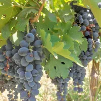 فروش باغ انگور