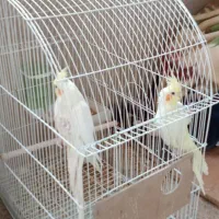 فروش عروس هلندی|پرنده|شیراز, گویم|دیوار