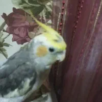 عروس هلندی سخن گو