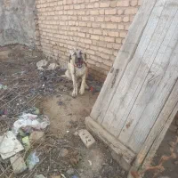 سگ سرابی اصل