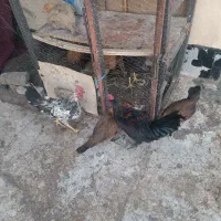 نیمچه مرغ و خروس