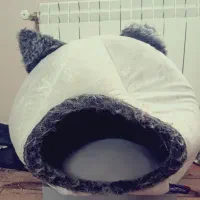 واگذاری کیتی دارکه، گربه ای همدم و دوست داشتنی|گربه|قم, دورشهر|دیوار