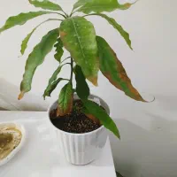 نهال انبه