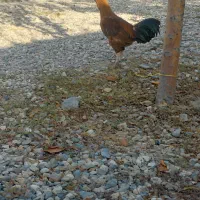 خروس|حیوانات|ماهنشان, |دیوار