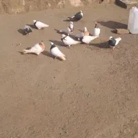 کبوتر|پرنده|ملکان, |دیوار