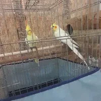 عروس هندی مولد|پرنده|بند زرک, |دیوار