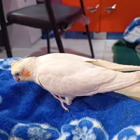 پرنده عروس هلندی