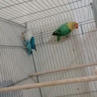 جفت کوتوله مولد