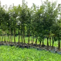 یاس هلندی پالم چنار بلوط