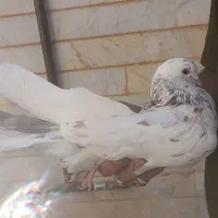 کبوتر|پرنده|شاهرود, |دیوار