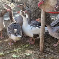 غاز