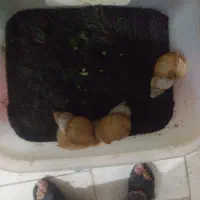 پک حلزون البینو