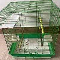 طوطی گرینچیک|پرنده|شهرکرد, |دیوار