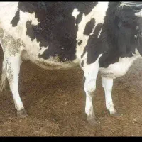 تلیسه ابستن