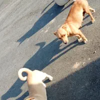 سگ جک راسل تریر شکاری|سگ|شیروان (خراسان), |دیوار