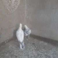 یک جفت سار نر ماده به شرط|پرنده|گلمکان, |دیوار