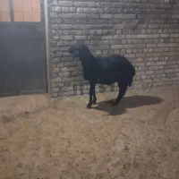 بره قوچ قره قزل میش