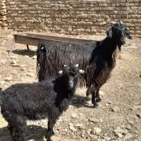 بزبزغاله
