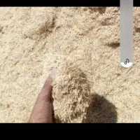 فروش گندم بذر