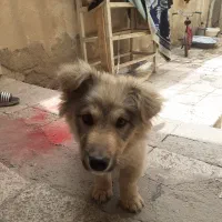 سگ باهوش
