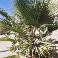 درختچه‌های تزئینی یا نخل ۲ عدد