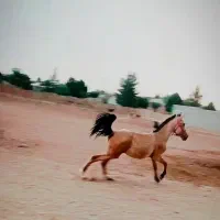 کره اسب نریان دره شوری معاوضه با موتور