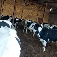 فروش گاو شیری|حیوانات مزرعه|شیراز, کیان آباد|دیوار