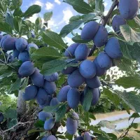 ارائه ارقام نهال آلو