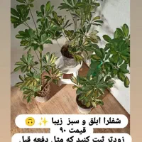 گلهای اپارتمانی|گل و گیاه طبیعی|خواف, |دیوار