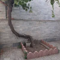 خانه-شصت-و-پنج-متری-کشتارگاه
