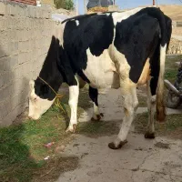گاو سیمنتال دومین شکم آبستن سنگین