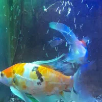 ماهی کویی سوپر باله|ماهی|مشهد, بهارستان|دیوار