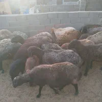 گوسفند زنده