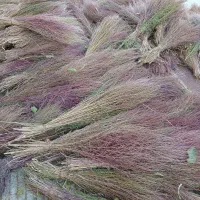 جارو محلی ۵۰ عدد