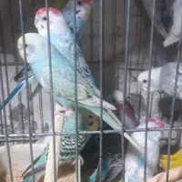 مرغ عشق و طوطی کوتوله و تخم کبوتر|پرنده|قم, دروازه کاشان|دیوار