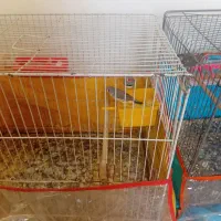 قناری با فنچ|پرنده|سبزوار, کلاته سیفر|دیوار