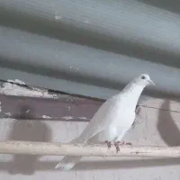 کفتر سفید|پرنده|قم, ولیعصر|دیوار