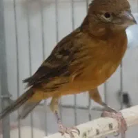 ماده قناری سوخته سرخ