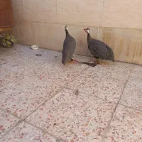 مرغ|حیوانات مزرعه|اهواز, حصیرآباد|دیوار