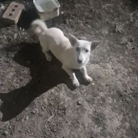 جفت سگ اشپیتز