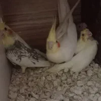 عروس هلندی و مرغ عشق انگلیسی|پرنده|هشتگرد, هشتگرد قدیم|دیوار