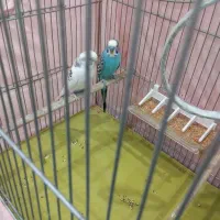 مرغ عشق همراه با تخم