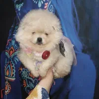 توله سگ پامرانین خرسی پامرعروسکی خالص وزیبا