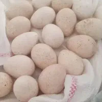 تخم بلقمون نتفع دار